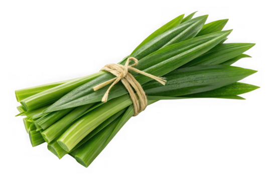 Fresh pandan leaves bundle tied with twine isolated on transparent background - Powered by Adobe