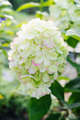 Panicle hydrangea Bonfire shrub with white blooms