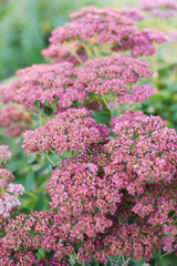 Pink Sedum Flowers in a Garden, Close-up of Hylotelephium spectabile