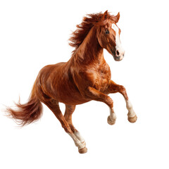 Obraz premium Full shot of a reddish-brown horse in mid-gallop, against a black background. Mane and tail flowing