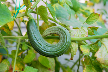 crooked snake cucumber growing in the greenhouse