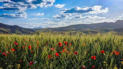 field of poppies