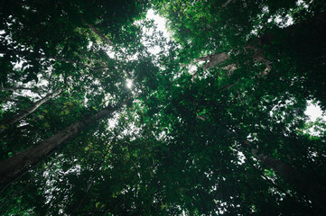 Lush Forest Canopy Overhead with Sunlight Filtering Through Leaves
