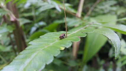 Froghopper perched on a green leaf. Shot in the forest. World Wildlife Conservation Day on December 4th. 
