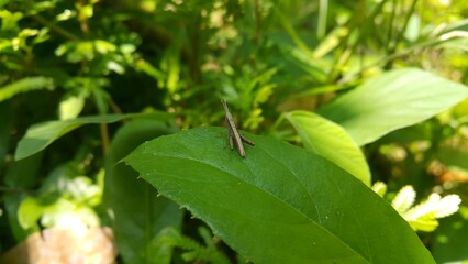 A young image of brown grasshopper is standing on a leaf. Shot in jungle. Perfect for documentaries about tropical rainforests and World Nature Conservation Day on July 28th.