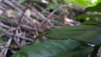 Blue jumping spider, Perched on a leaf. World Wildlife Conservation Day on December 4th. 