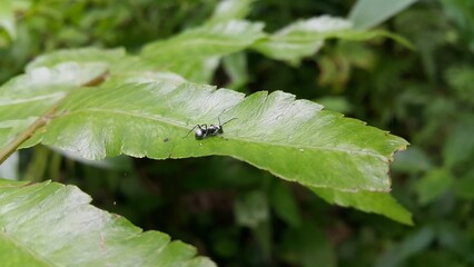 Polyrhachis dives, silver spiny ant, Iridomyrmex anceps, Polyrhachis schlueteri.Perfect for documentaries about tropical rainforests and World Wildlife Conservation Day on December 4th.