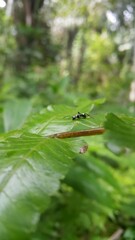 Polyrhachis dives, silver spiny ant, Iridomyrmex anceps, Polyrhachis schlueteri. Silver Spiny Sugar Ant on a leaf. Shot in a tropical rainforest.