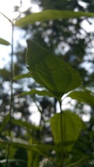 closeup nature view of green leaf background. World Nature Conservation Day on July 28th. Flat lay, dark nature concept, tropical leaf .