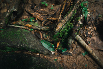 Serene Waterfall View Surrounded by Lush Greenery and Natural Textures