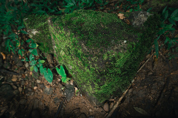 Moss-Covered Rock Surrounded by Lush Greenery in Natural Setting