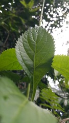 closeup nature view of green leaf background. Flat lay, dark nature concept, tropical leaf. Perfect for documentaries about tropical rainforests and World Environment Day on June 5th.