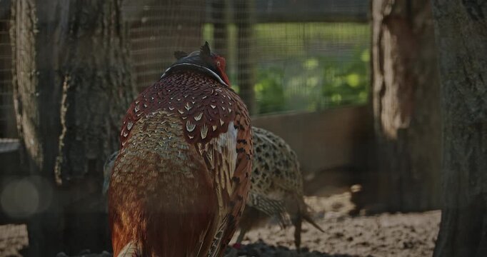 Male common pheasant - Phasianus colchicus, ring-necked pheasant, or blue-headed pheasant, is a bird in the pheasant family Phasianidae