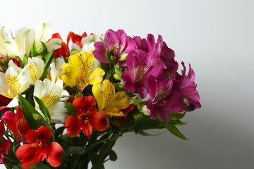 Beautiful alstroemeria flowers on white background, space for text 
