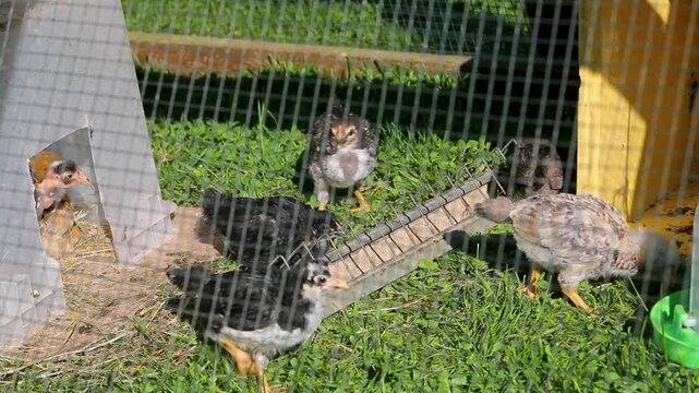 Tr&egrave;s jeunes poulets dans une cage en ext&eacute;rieur au soleil. Ils mangent, cours dans l'herbe. Leur abri est une boite plastique.