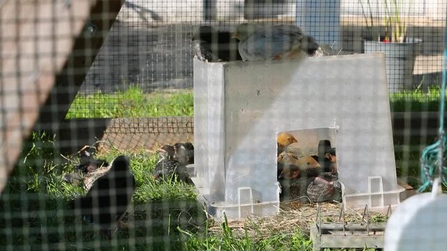Tr&egrave;s jeunes poulets dans une cage en ext&eacute;rieur au soleil. Ils mangent, cours dans l'herbe. Leur abri est une boite plastique.