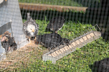 Très jeunes poulets dans une cage en extérieur au soleil. Ils mangent, cours dans l'herbe. Leur abri est une boite plastique.