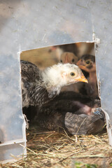 Très jeunes poulets dans une cage en extérieur au soleil. Ils mangent, cours dans l'herbe. Leur abri est une boite plastique.