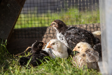 Très jeunes poulets dans une cage en extérieur au soleil. Ils mangent, cours dans l'herbe. Leur abri est une boite plastique.