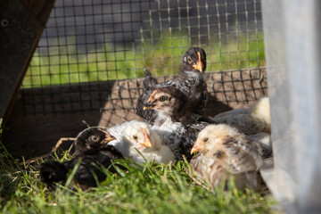 Très jeunes poulets dans une cage en extérieur au soleil. Ils mangent, cours dans l'herbe. Leur abri est une boite plastique.