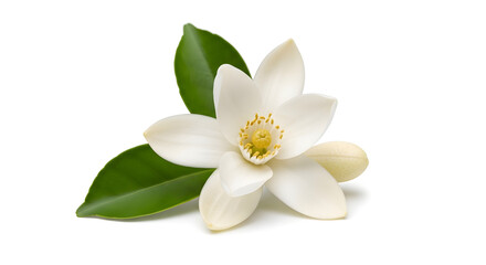 Orange Blossom with Leaves on White Background