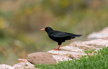 Crave à bec rouge,Pyrrhocorax pyrrhocorax , Red-billed Chough