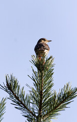 Grive musicienne,Turdus philomelos, Song Thrush