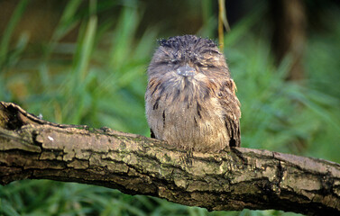 Podarge gris,Podargus strigoides, Tawny Frogmouth