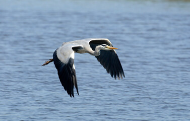 Héron cendré, Ardea cinerea, Grey Heron