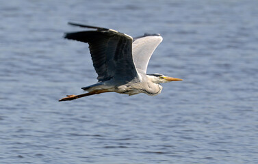 Héron cendré, Ardea cinerea, Grey Heron