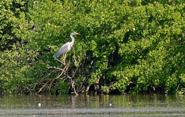 Héron cendré, Ardea cinerea, Grey Heron