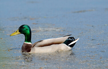Canard colvert, Anas platyrhynchos, Mallard, mâle