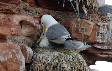 Mouette tridactyle,Rissa tridactyla, Black legged Kittiwake, nid,