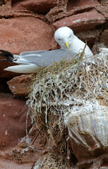 Mouette tridactyle,Rissa tridactyla, Black legged Kittiwake, nid,