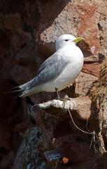 Mouette tridactyle,Rissa tridactyla, Black legged Kittiwake, nid,