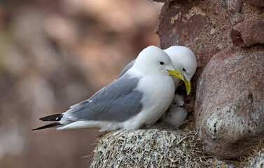 Mouette tridactyle,Rissa tridactyla, Black legged Kittiwake, nid,