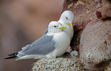 Mouette tridactyle,Rissa tridactyla, Black legged Kittiwake, nid,