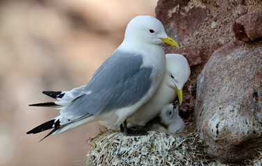 Mouette tridactyle,Rissa tridactyla, Black legged Kittiwake, nid,
