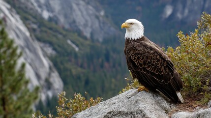 Bald eagle on rocky outcrop against mountains