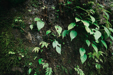 Lush Greenery and Tropical Leaves by Waterfall in Natural Landscape