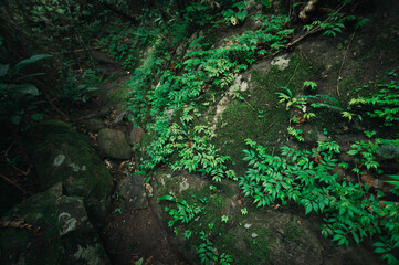 Lush Greenery and Rocks in a Tropical Forest Setting