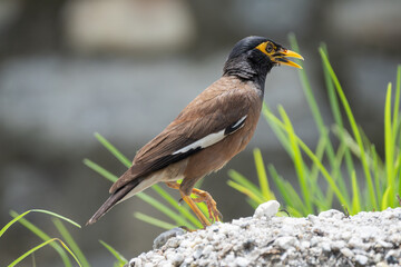 Close-up shot of a Common Myna or Mynah (Acridotheres tristis), highlighting its striking features.