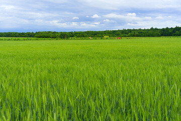Lush Green Wheat Field Under Dramatic Cloudy Skies
