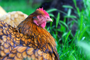 Close-Up Portrait Of A Colorful Hen Resting In Lush Green Grass
