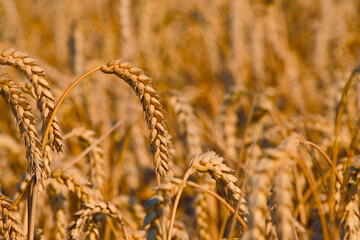 close-up of a ripe ear of wheat growing in an agricultural field, captured in natural light