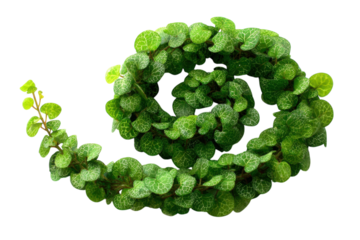 Lush Green Spiral Vine Isolated on Black Delicate Foliage Nature s Swirl Botanical Detail on transparent background