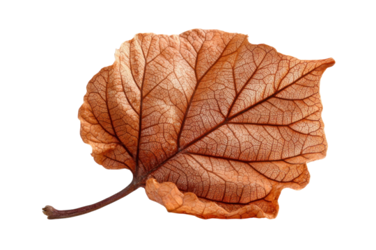 Autumn s Embrace Dried Leaf Portrait on Black Intricate Veins Seasonal Change Detailed Texture on transparent background