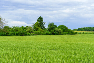 Lush Green Fields with Trees Under A Cloudy Sky