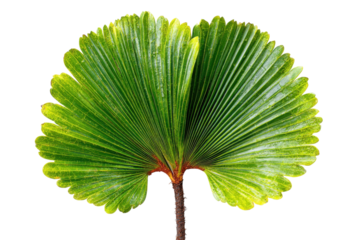 Tropical Fan Palm Frond Exotic Green Plant Leaf Detail Isolated Botanical Nature Close Up on transparent background