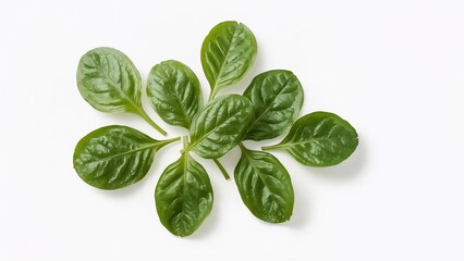 Obraz premium Fresh green spinach leaves arranged in a circle on a white background